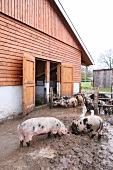Schweine draußen vorm Stall, bunte Bentheimer, gefleckt