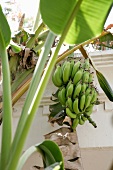 Indien, Bananenpflanze mit Bananenst aude in privatem Garten