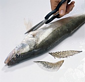 Fisch,  Step 1: Flossen mit Schere abschneiden