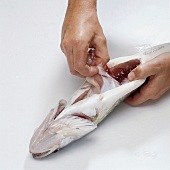 Fisch, Step 6: Eingeweide mit Hand lösen