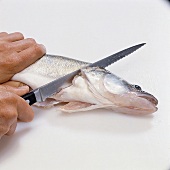 Fisch, Step 13: Kiemenöffnung auf anderer Seite einschneiden