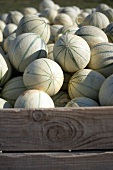 Close-up of charentais melons in wooden box at market