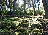Forest and moss in National Park basement at Edersee, Hesse
