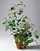 Oregano in a clay pot against white background