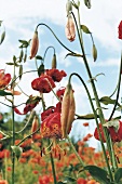 Nahaufnahme einer wilden Pantherlilie, rot-orange, Pollen