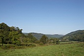 Blick über grüne Wiese, Bäume, Hügel , blauer Himmel, Devon.
