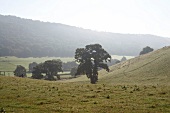 Blick über grüne, hügelige Wiese, Bäume, nebelig, Devon.