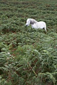 Weißes Pferd im Grünen in Dartmoor , Devon.