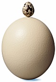 Close-up of quail egg on top of ostrich egg against white background