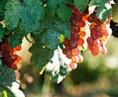 Rote Weintrauben an Weinrebe in Cahuzac-sur-Vere