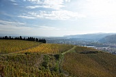 Blick über Weinberge auf das RhoneTal, Rebstöcke, Weinanbaugebiet.