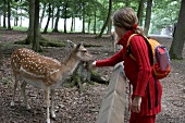 Nationalpark Kellerwald-Edersee in Hessen, Kind füttert Reh