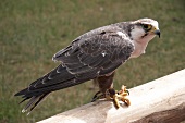 Nationalpark Kellerwald-Edersee in Hessen, Bussard