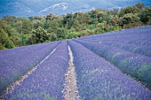 Blühendes Lavendelfeld in der Provence