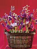 Close-up of wicker basket with larkspur and irises flowers against red background