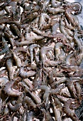 Close-up of prawns, full frame