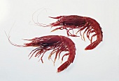 Two red tiger prawns on white backgrounds