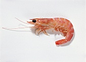 Senegal red shrimp on white background