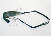 Shrimps, Freisteller: Bläulich e Rosenberggarnele, lange Scheren