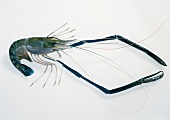 Shrimp with long claw on white background