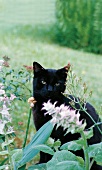 Schwarze Katze im Garten 