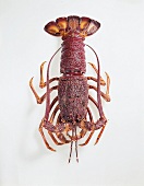 Australian lobster in red and orange colour on white background
