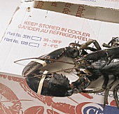 Lobster with tap on claw on cardboard box