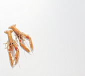 Two red lobster on white background, copy space