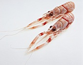 Two Norway lobster on white background