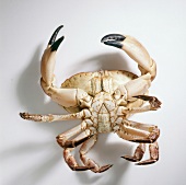 Ventral side of crab on white background