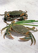 Two mangrove crabs with spring onions