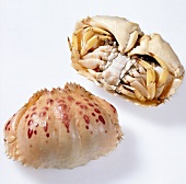 Two crabs belly on white background