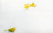 Zucchini flower and two squash blossoms on white background