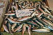 Italian sardines in wooden box with price tag