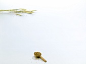 Cereal ears and anise seed on spoon on white background