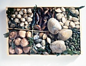 Various raw shells and snails in wooden box