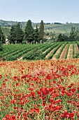 Weinanbau in der Ardèche 