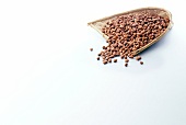 Cocoa beans on wicker dust pan on white background