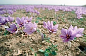 Desserts aus aller Welt, Feld mit Safran, Blüten