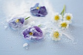 Backen, Kandierte Blüten, lila Veilchen, Kamille