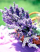 Lavendel in einem Korb 