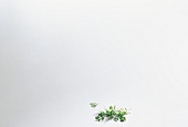 Fresh coriander on white background