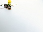 Wine bottle, lobster and scallions on white background