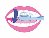 Illustration: Zähne richtig putzen Step 2 von 6