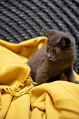 Graue Baby-Katze, Augen gelb sitzt auf Decke gelb, Blick zur Seite