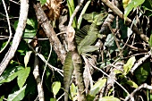 Green Frontal lobe Basilisk in the branches