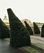 Eibenobelisken an der Ostseite von Schloss Wilanow, Warschau, Polen