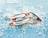 TBN Seafood - Makrele
