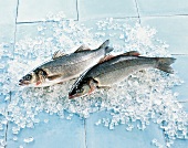 TBN Seafood - Barsch