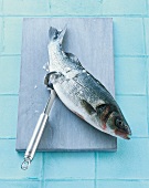 TBN Seafood - Geräte Step: Fischentschupper